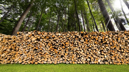 Skład drewna - czyli jakie związki zawiera?