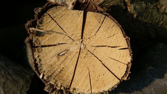 Wilgotność i gęstość drewna do kominka