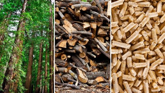 Wsparcie dla biomasy i drewna w ogrzewaniu domów  w Unii Europejskiej
