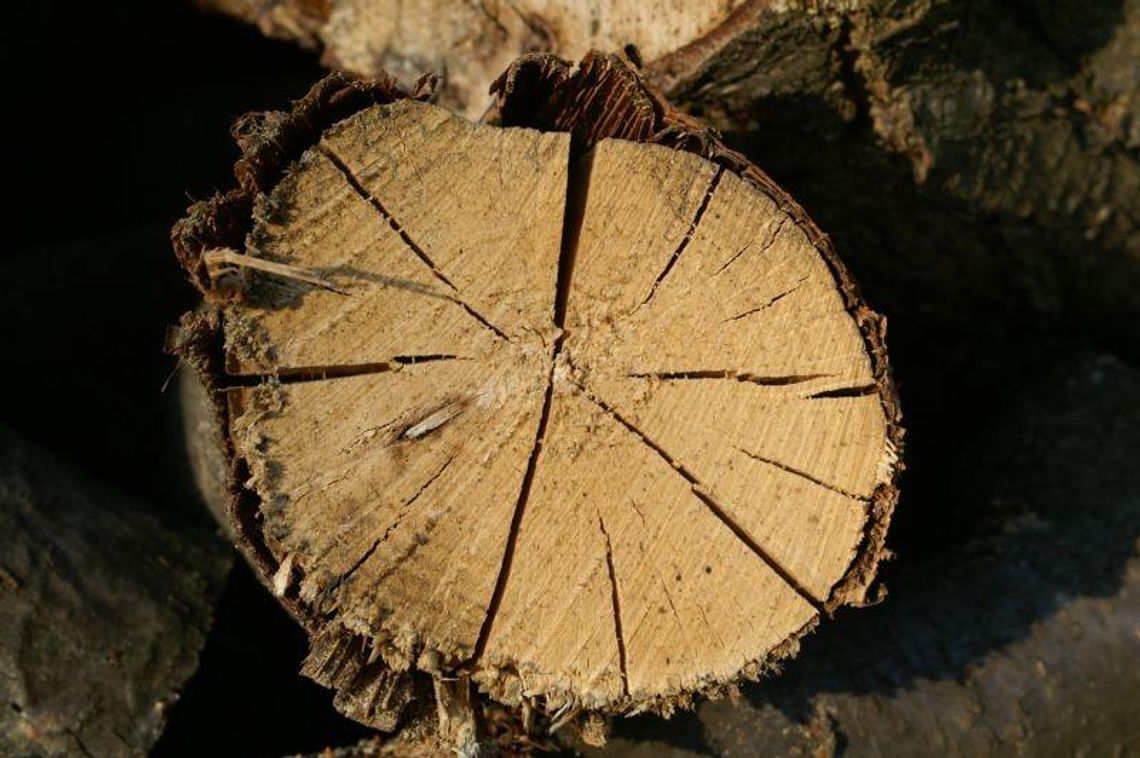 Wilgotność i gęstość drewna do kominka